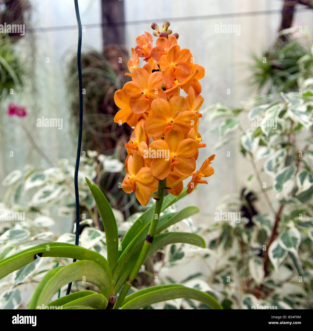 Orchid `Ascocentrum miniature` ascocebda Stock Photo